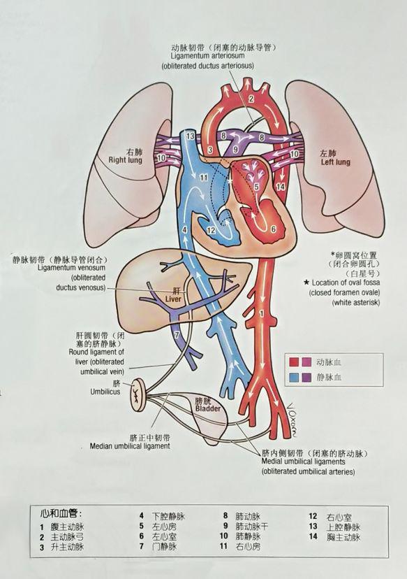 左上肺静脉图片