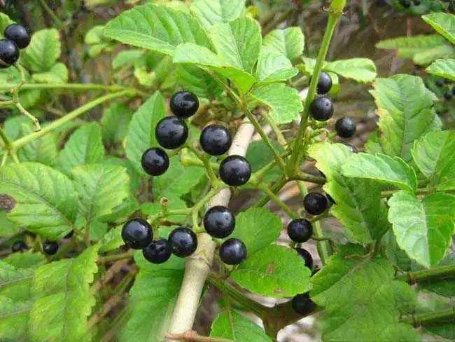 稍微对这种野草有更深一些了解的人会知道,它更专业的名字是乌蔹莓