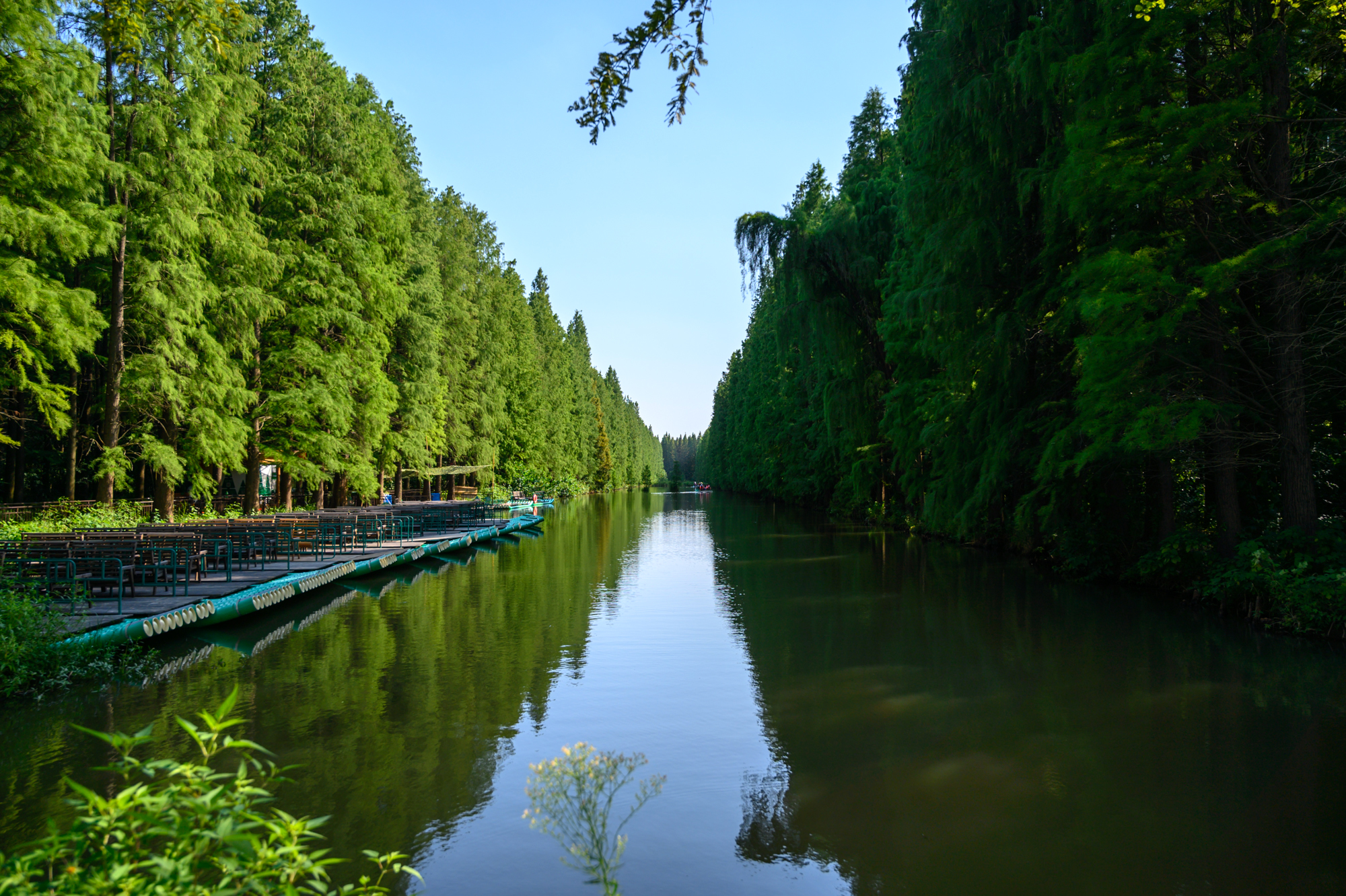 金湖水上森林公園規模非常龐大,足足佔地1.