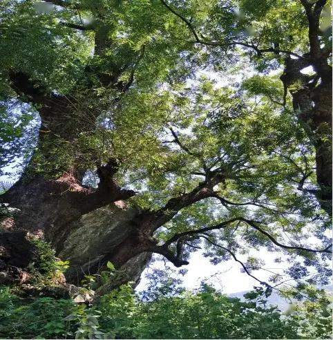 最美古村落成廣元青川新的旅遊熱點