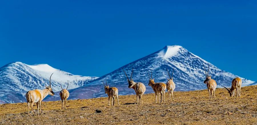 可可西里可可西里青海湖水上雅丹恶魔之眼艾肯泉察尔汗盐湖茫崖翡翠湖