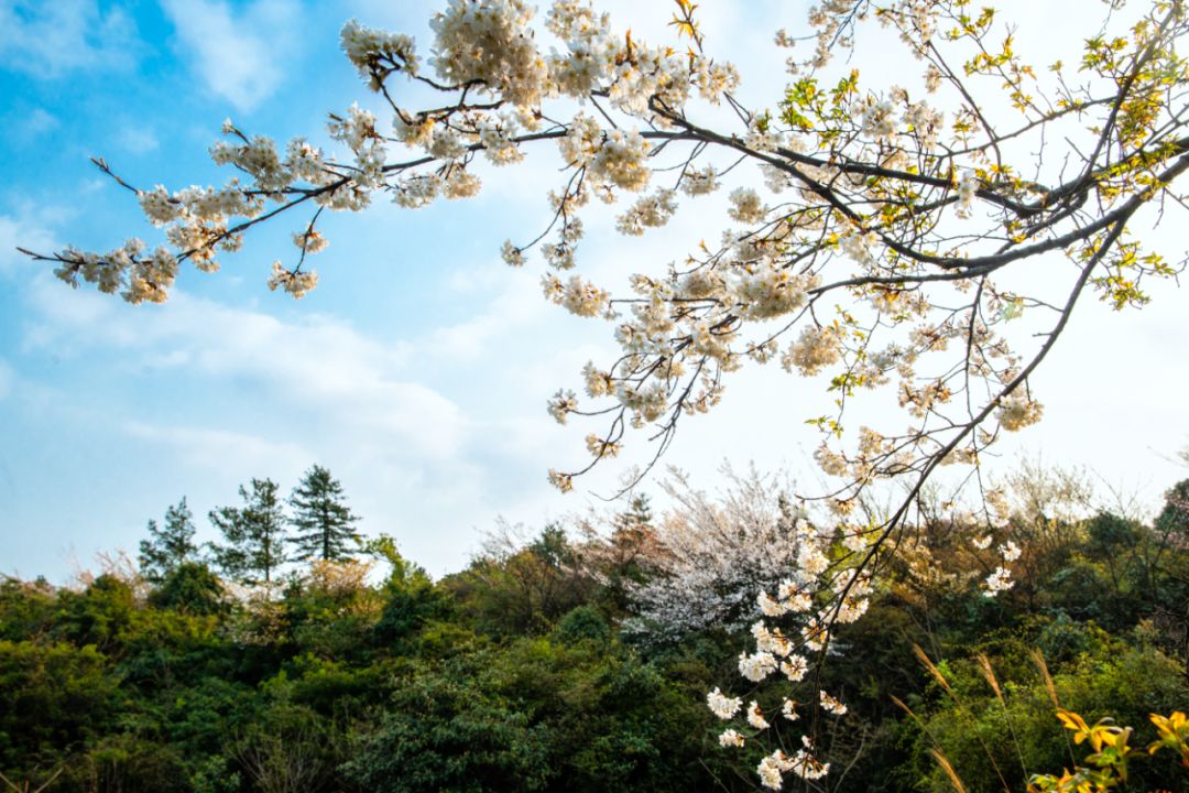 在雪玉山照样可以赏一场落樱缤纷的樱花雨