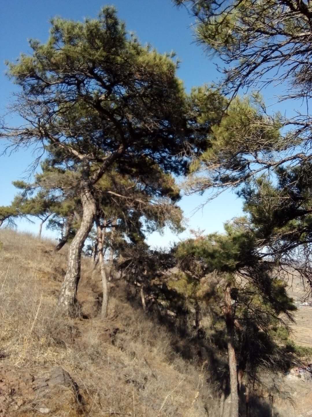 崮乡文苑240诗歌杨治宝沂岭翠柏