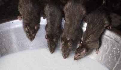 复工包车一务工人员病亡,汉坦病毒检测阳性!这是什么病毒?