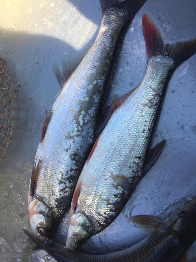 原创这是我第一次钓到金色鲤鱼体重还不轻方法上没什么特别的