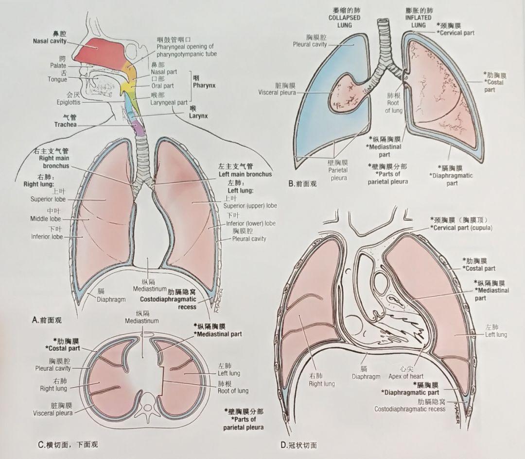 胸膜及胸膜腔简图图片