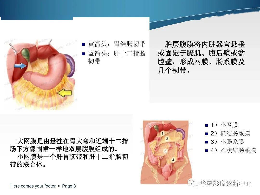 肠系膜韧带图片