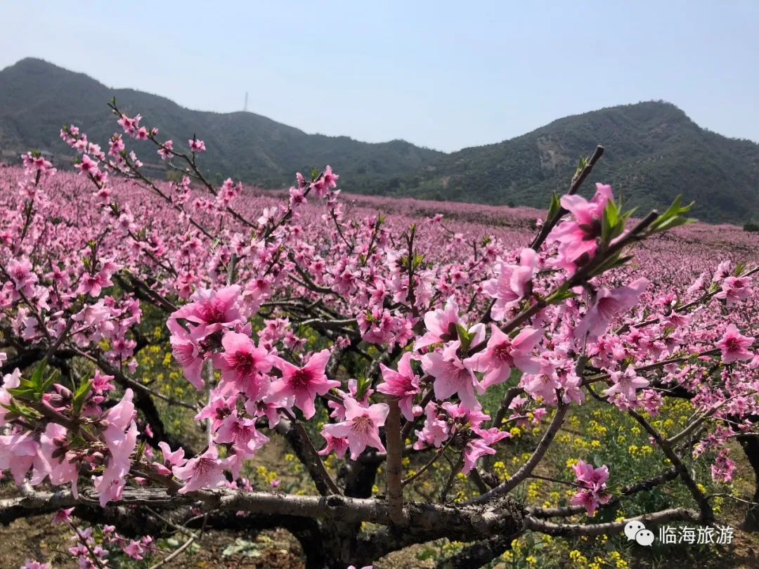 乘龙怪婿桃花争春图片