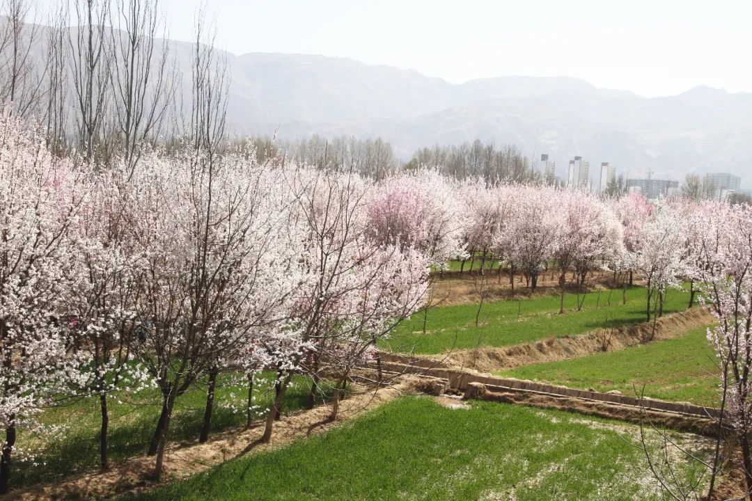 4月1日至10日坐 標:青海省海東市化隆縣群科鎮(安達其哈杏花園,群科團