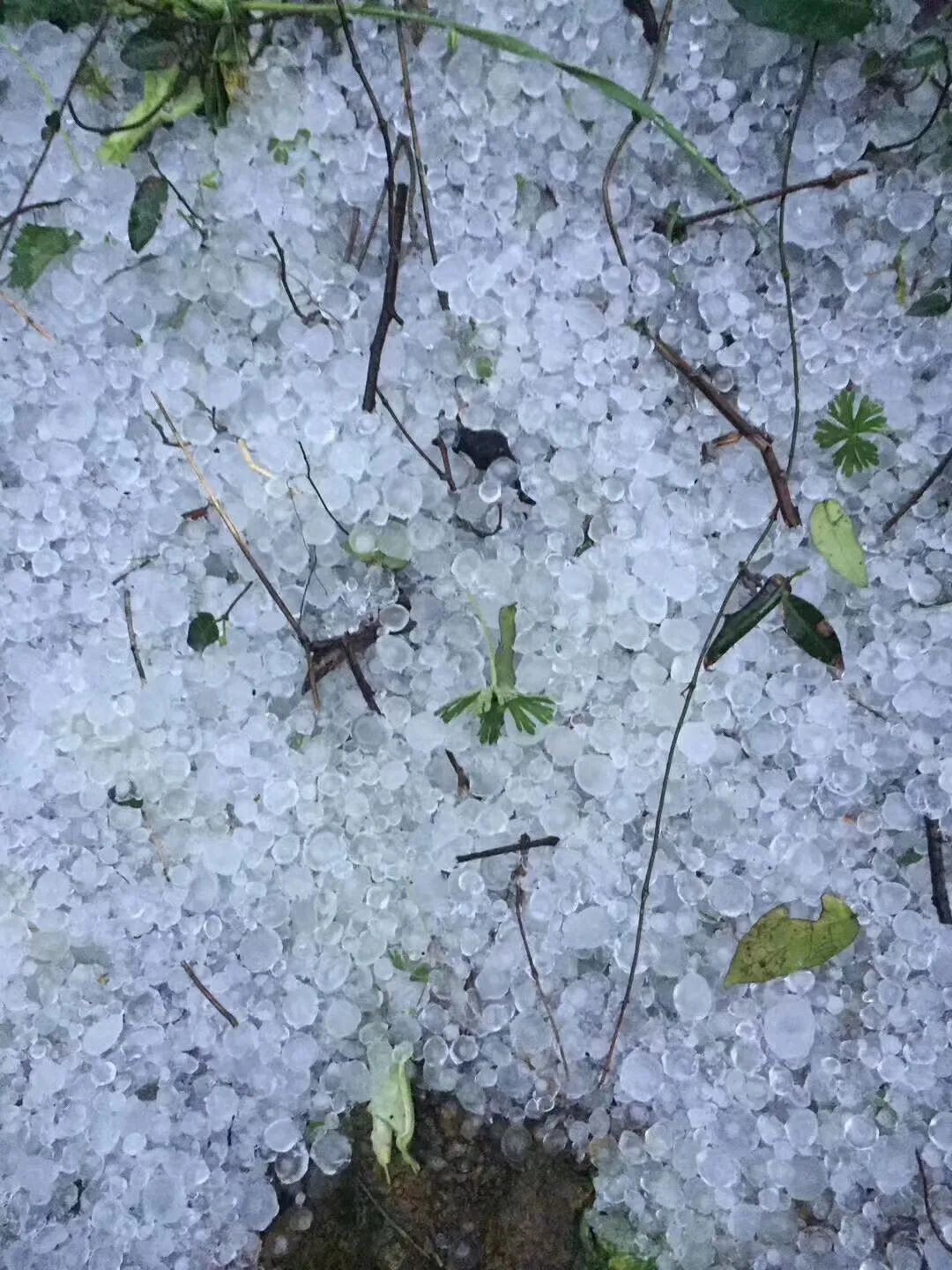 磐安气温暴跌,暴雨,强雷电,冰雹来袭!