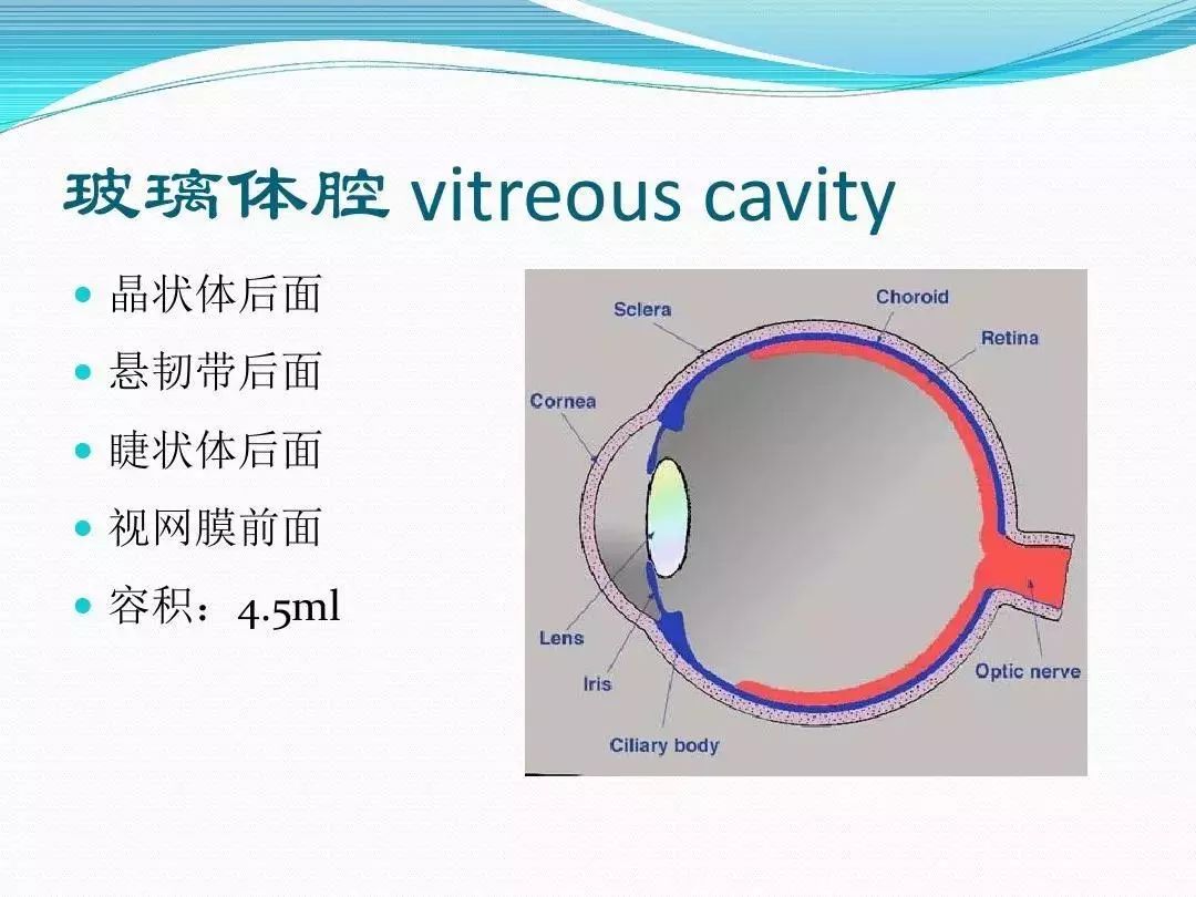 眼科基础解剖图集验光师请收藏