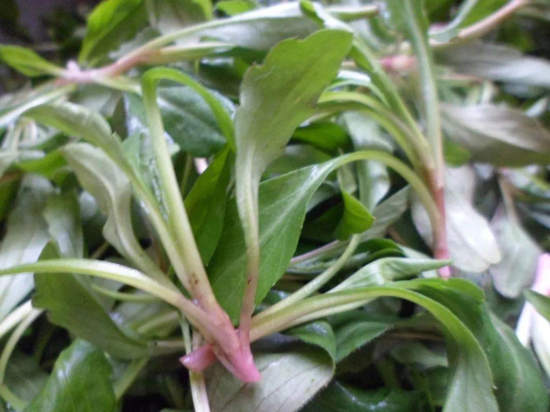 胡萝卜素17种以上氨基酸尤其其中钾含量是普通蔬菜的20倍与一般蔬菜