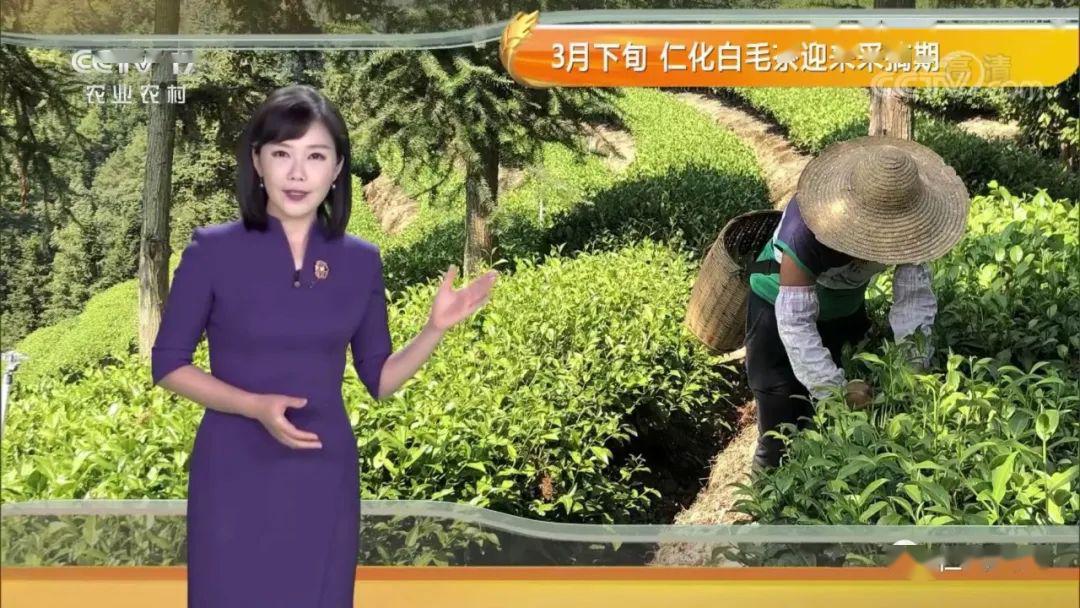 仁化白毛茶驚豔亮相央視《農業氣象》欄目!