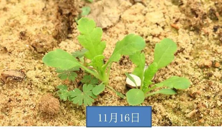 此时为罂粟的幼苗期3月下旬~4月中旬,此时为罂粟的花蕾期4月下旬~5月