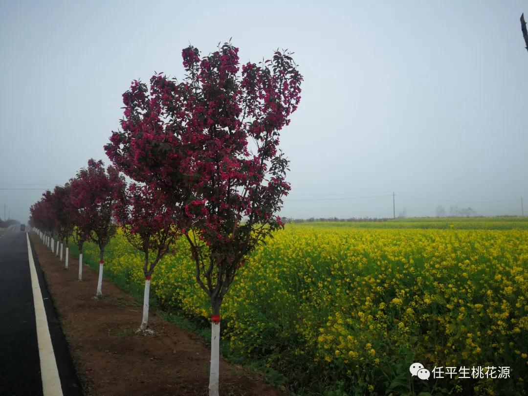 襄县首山花海简介图片