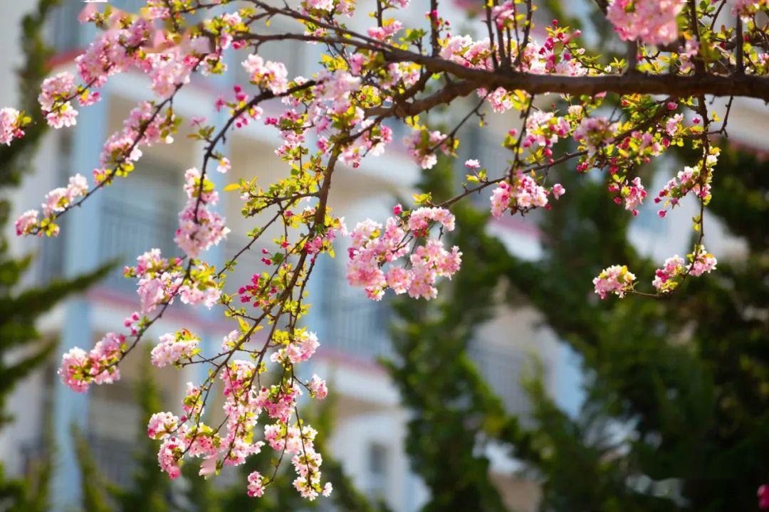 遇春天精彩校园里的海棠花开成了最美的风景