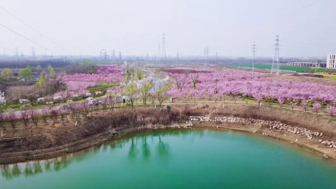 扩散 | 花开时节的界首太漂亮!周边多个景区放大招了!