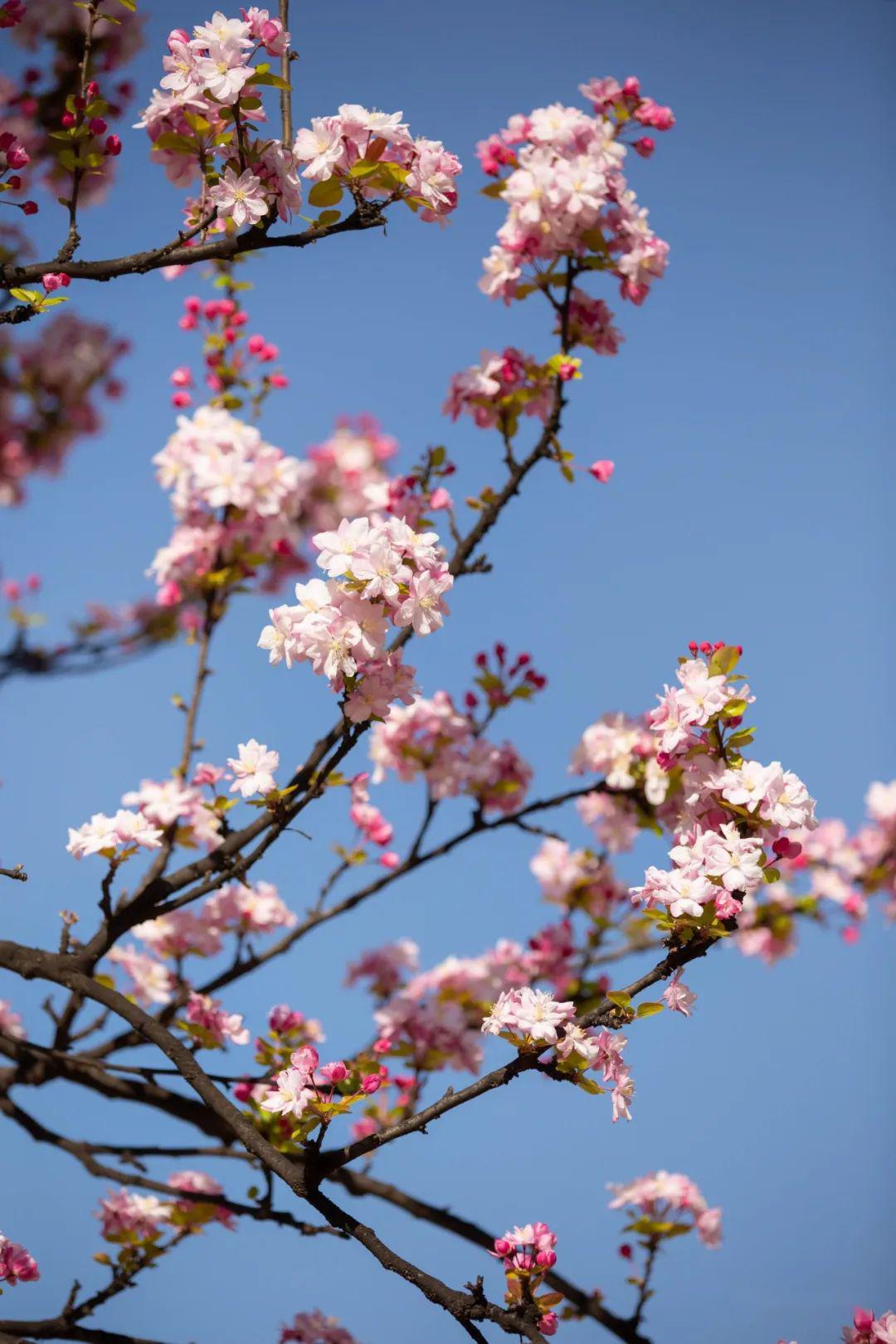 遇春天精彩校园里的海棠花开成了最美的风景