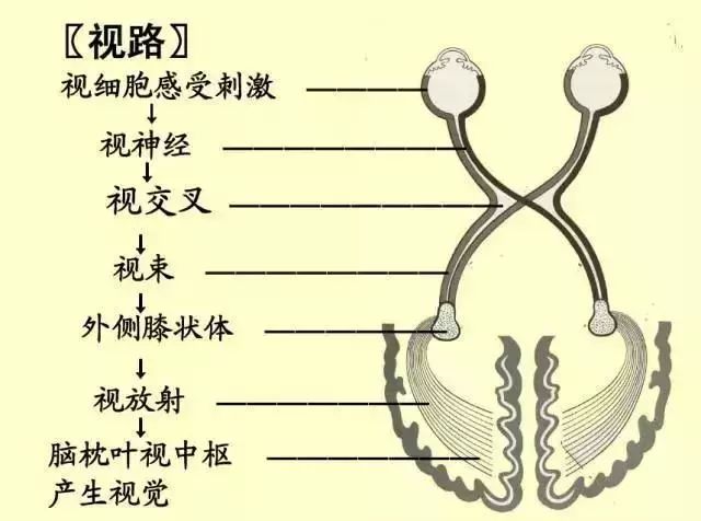61张经典眼解剖与生理图片值得收藏
