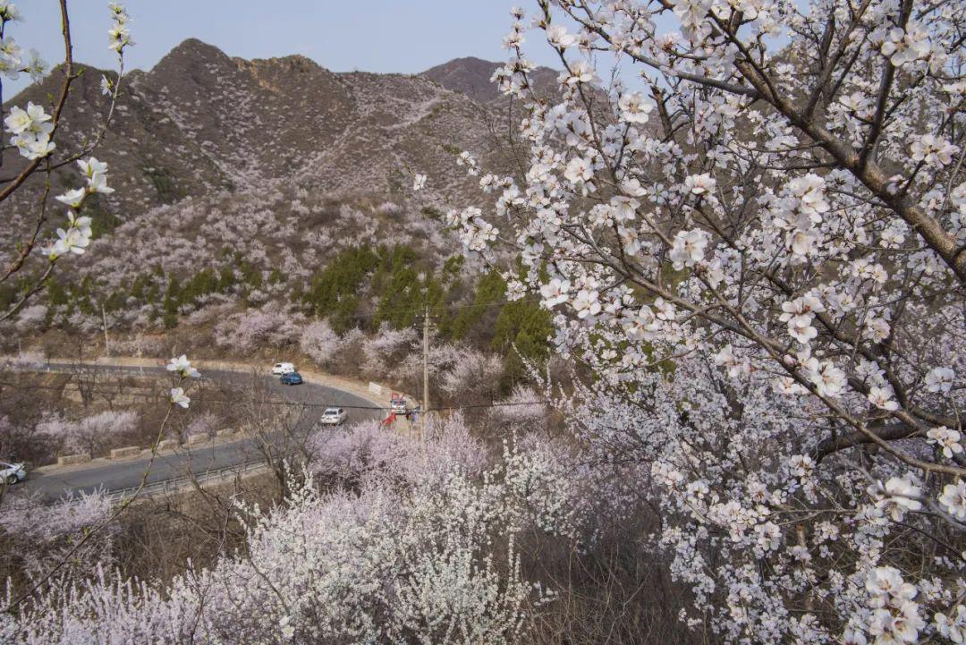 山桃花开了昌平春色美到令人窒息