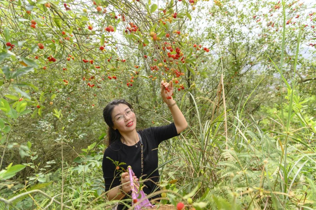 博白杨梅基地图片