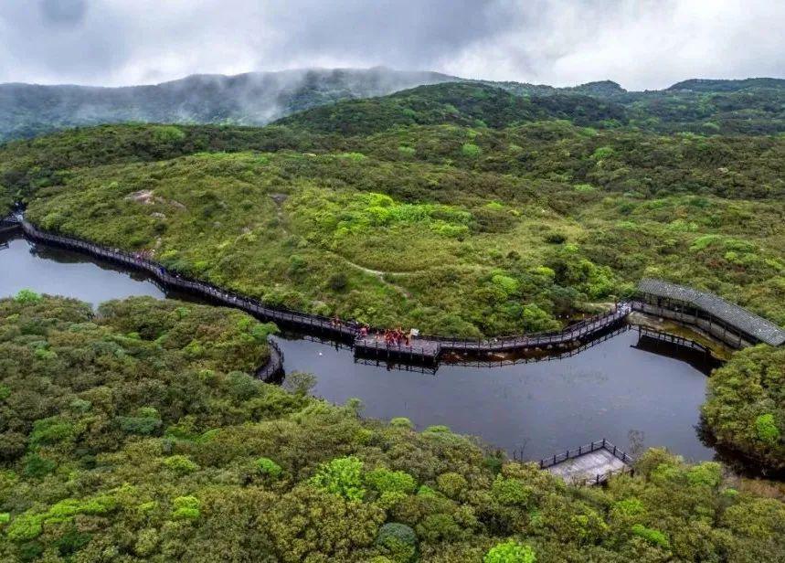 貓兒山復園啦丨觀雲海賞杜鵑採茶葉挖春筍出遊踏青吧