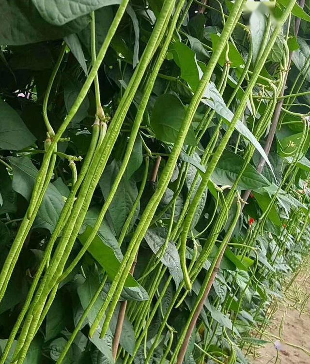 耐热耐湿抗病适宜全国各地种植的豇豆好品种建议农户试种