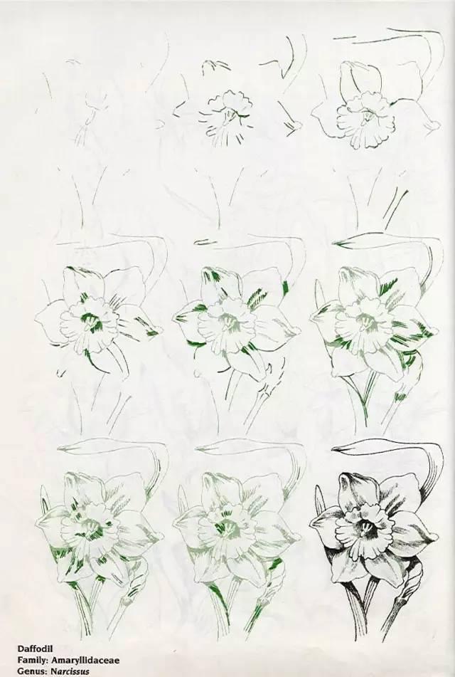 自学画画50种花的画法