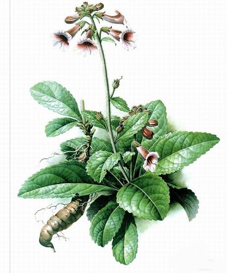 熟地黄,中药材名,为玄参科植物地黄或怀庆地黄的根茎,经加工蒸晒而成.