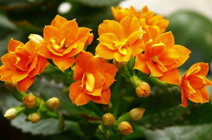 原创花有多种寓意20种花的花语代表不同意义值得转发分享