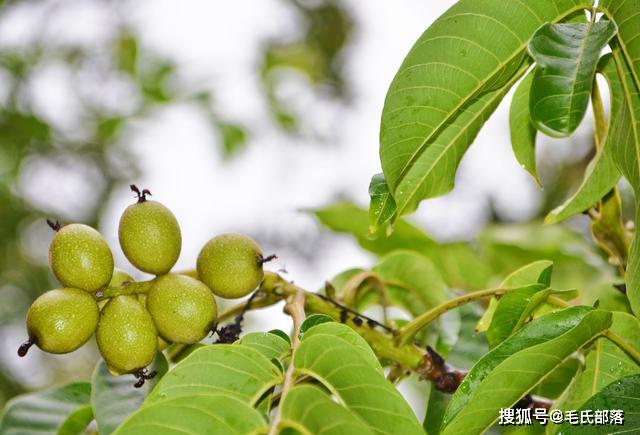 核桃树栽培技术早实核桃树修剪时间及方法