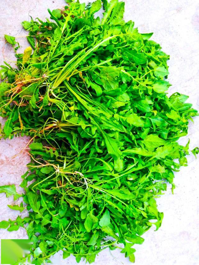 三月份的江南,鲜到极致,让人垂涎三尺!_荠菜