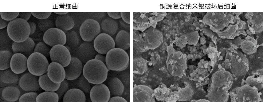 纳米凝胶释放银离子杀菌之外还可同时精准可控释放铜离子促进角膜上皮
