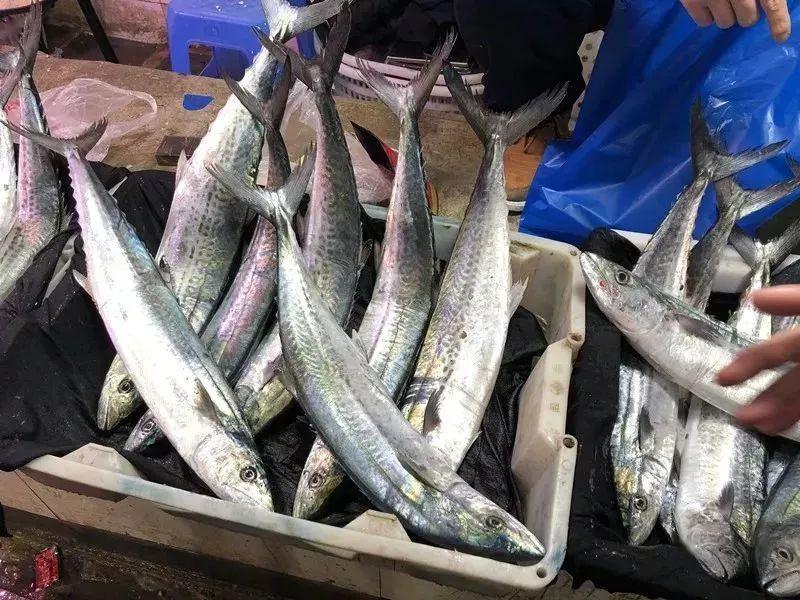 象山港马鲛鱼上市啦你尝鲜了吗