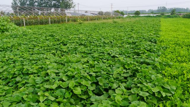 农民种植红薯,教你1个栽插方法,薯块大小均匀,产量高