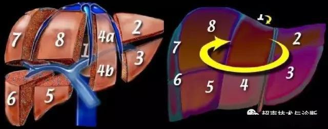 终止根据以上两张图能更好的观察到肝脏分段与肝内管道结构之间的关系