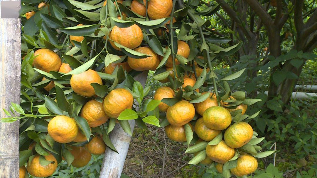 甜30万斤紫金春甜桔好吃又便宜快来买买买
