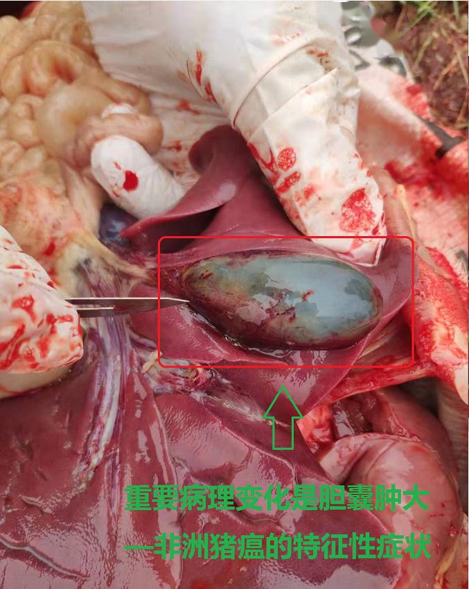 非洲猪瘟的内脏解剖图图片