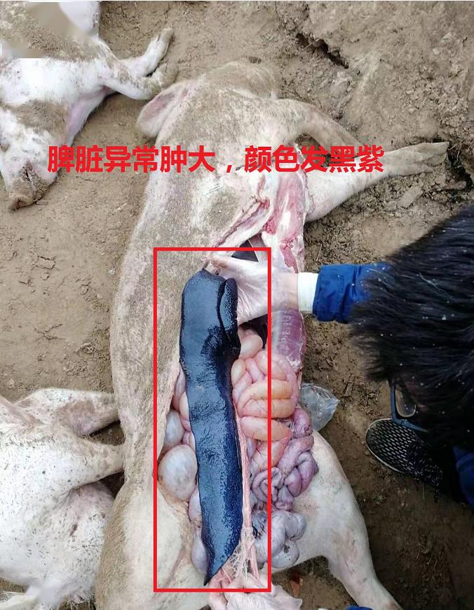 猪瘟解剖症状图片图片