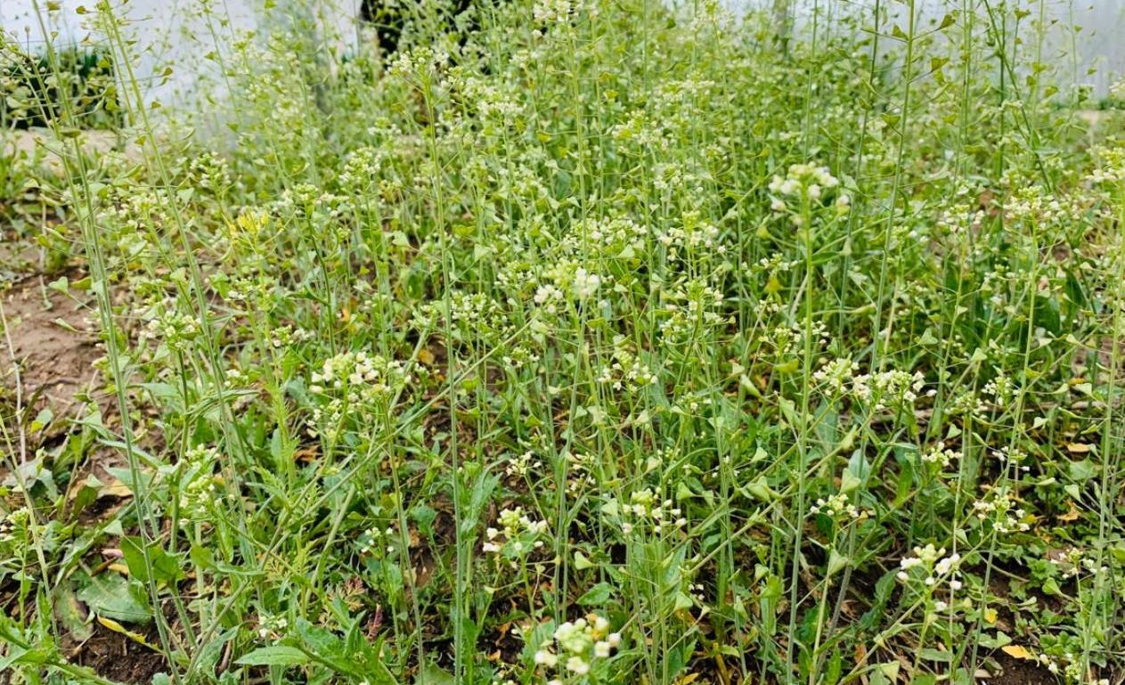 原创三月三吃荠菜花煮鸡蛋味道鲜香营养丰富寓意交发财运
