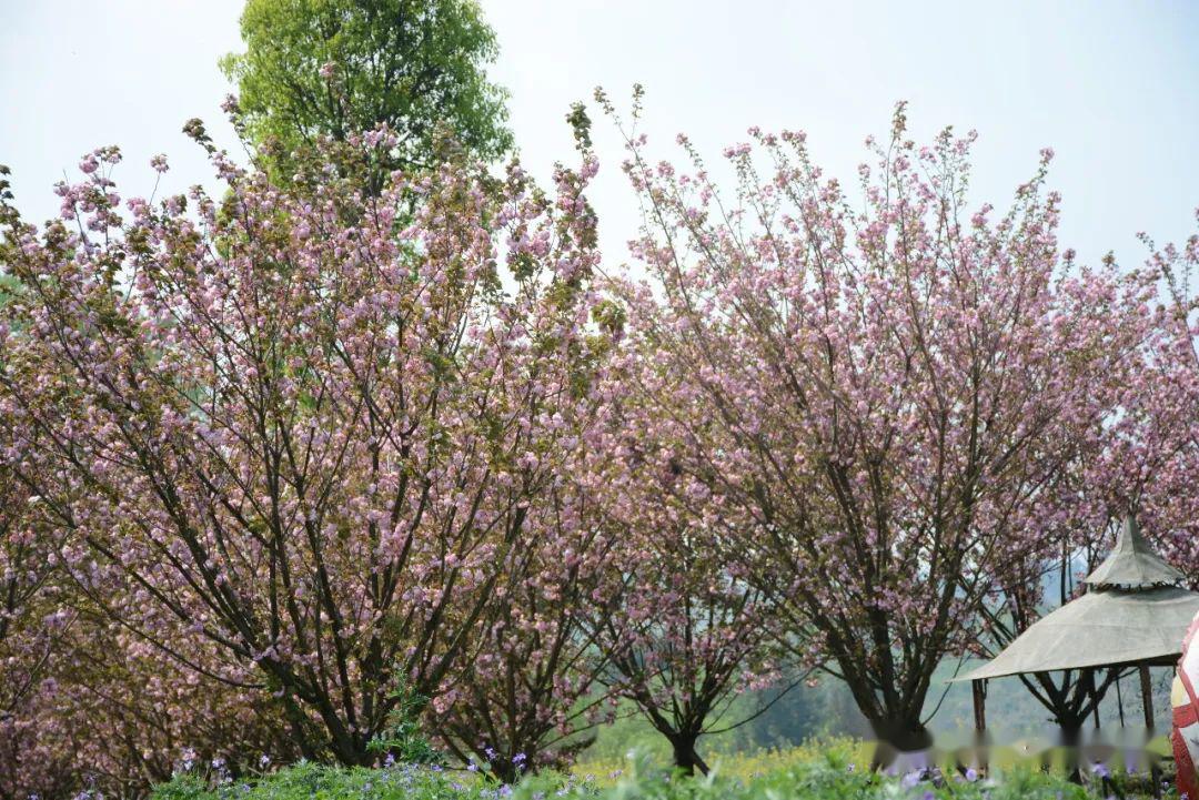 贵定金海雪山四季花谷图片