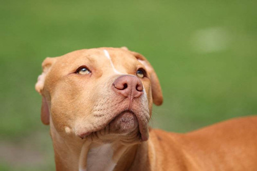 原创个人养狗经验分享比特犬能吃金枪鱼罐头吗比特犬能吃鱼罐头吗