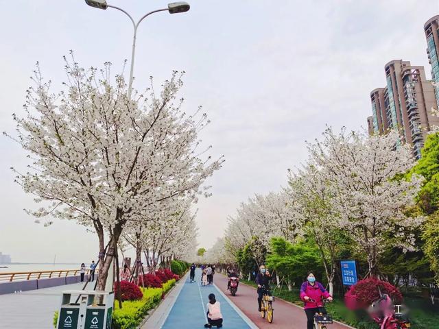 滨江最美跑道樱花全开了