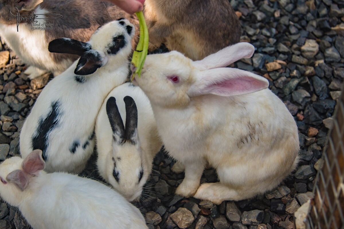在苏州同里酒店,喂兔子是个深受小朋友喜欢的节目