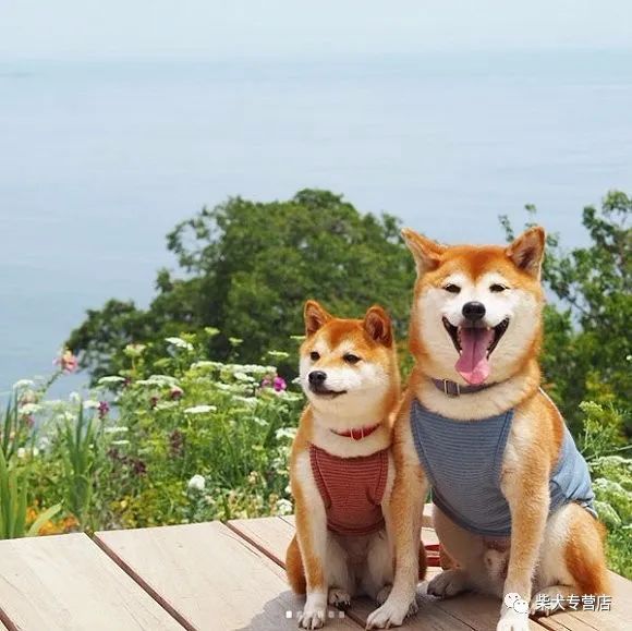 柴犬一生中最想被满足的五个愿望,主人们可以做到吗?