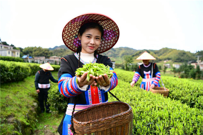 清明节日渐临近,茶事繁忙了起来,偌大的茶园布满了星星点点的采茶人