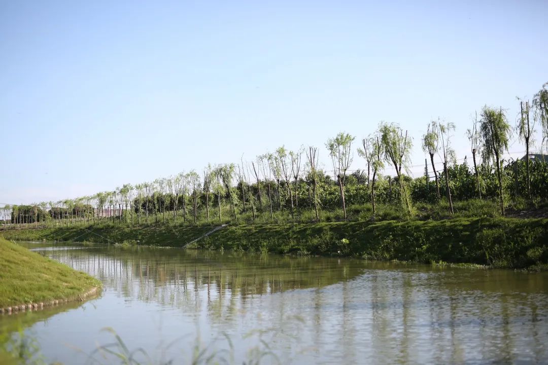 走近奉贤河长守护美丽贤城