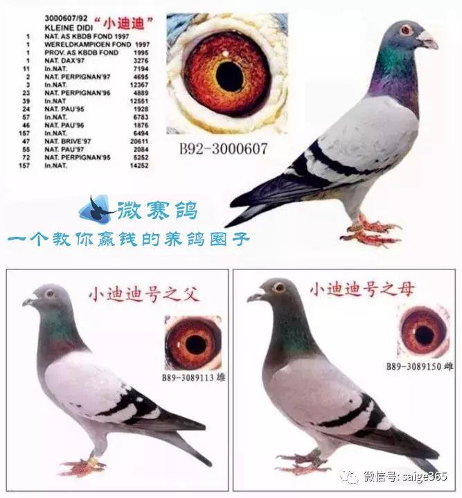 赏图一睹92年出生的大名鸽小迪迪真容
