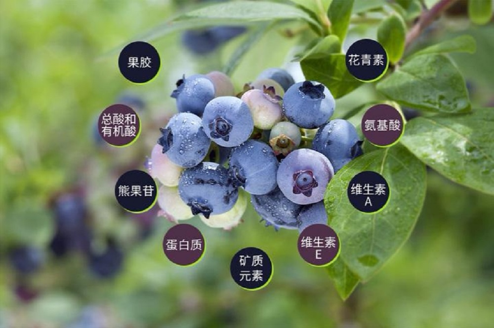 贵州特色果品高端水果麻江蓝莓