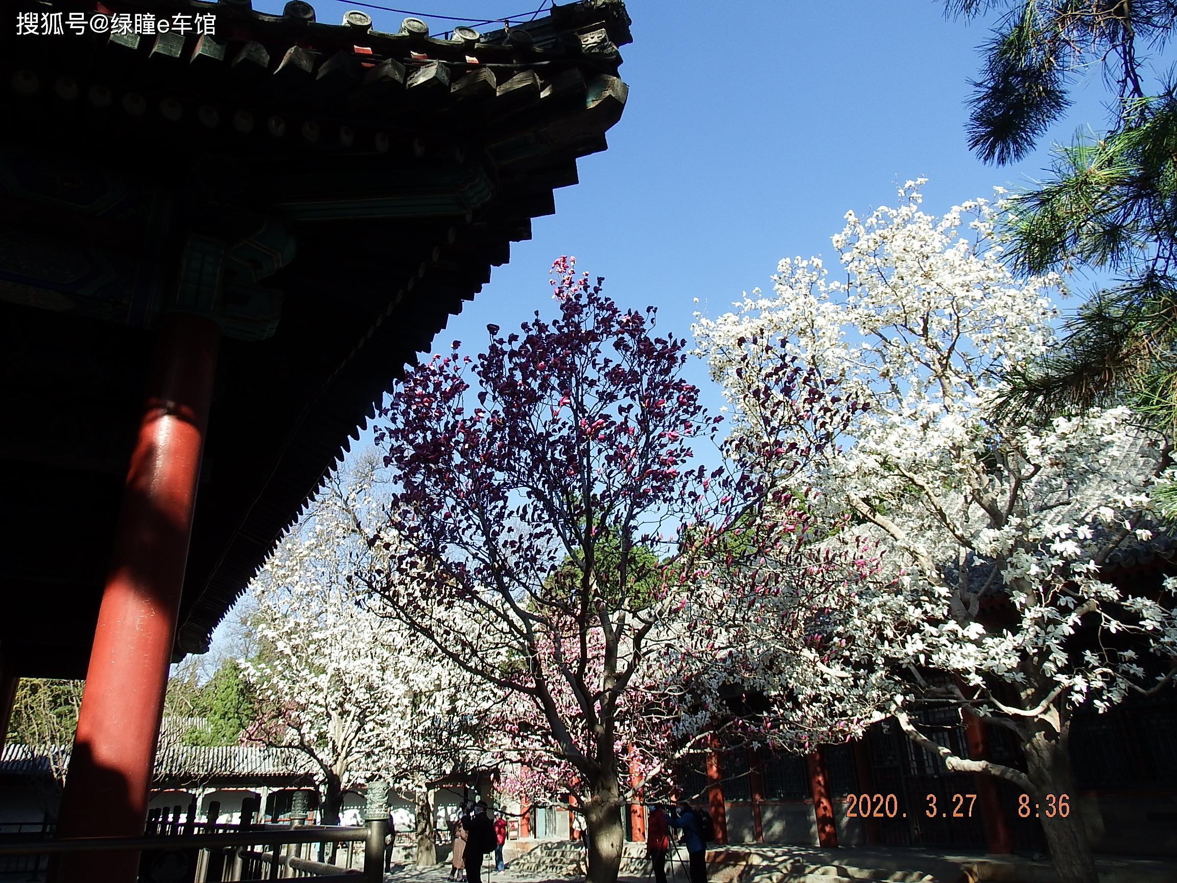 最美十大树王的颐和园玉兰花